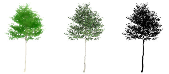 Fototapeta premium Set or collection of European beech trees, painted, natural and as a black silhouette on white background. Concept or conceptual 3d illustration for nature, ecology and conservation, strength, beauty