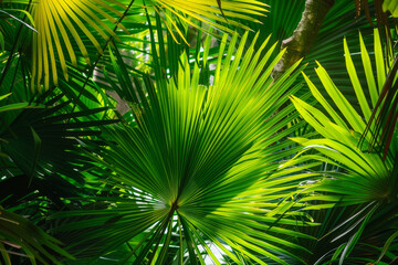 Lush Green Palm Leaves in Tropical Jungle for Nature and Botanical Themes