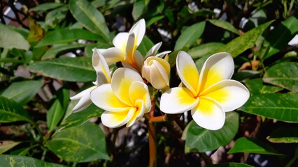 frangipani plumeria flowers