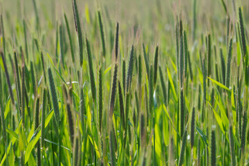 Roggen, Winterroggen, Secale cereale L.