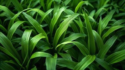 Texture background, Close-up of fresh green grass, capturing individual blades and natural patterns, ideal for nature-inspired designs, eco-friendly projects, and backgrounds. Illustration image,