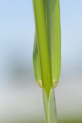 Roggen, Winterroggen, Secale cereale L.