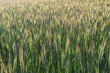 Roggen, Winterroggen, Secale cereale L.