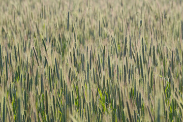 Roggen, Winterroggen, Secale cereale L.