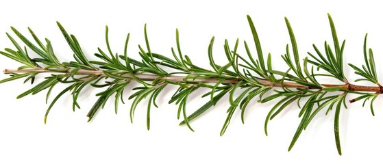 Fototapeta premium Sprig of rosemary with open copyspace, isolated on white
