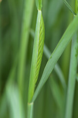 Roggen, Winterroggen, Secale cereale L.