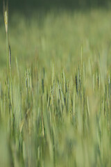 Obraz premium Roggen, Winterroggen, Secale cereale L.