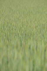 Roggen, Winterroggen, Secale cereale L.