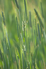 Roggen, Winterroggen, Secale cereale L.