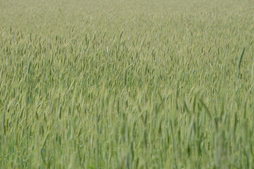 Roggen, Winterroggen, Secale cereale L.