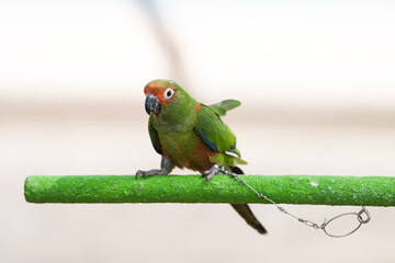 Golden-capped parakeet parrot standing on a perch.