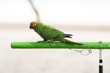 Golden-capped parakeet parrot standing on a perch.
