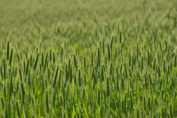 Roggen, Winterroggen, Secale cereale L.