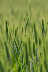 Roggen, Winterroggen, Secale cereale L.