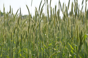 Roggen, Winterroggen, Secale cereale L.