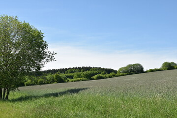 Roggen, Winterroggen, Secale cereale L.