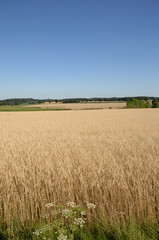 Roggen, Winterroggen, Secale cereale L.