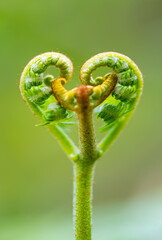 Heart shaped sprout of Eagle Fern (Pteridium aquilinum), bracken, brake or common bracken in...