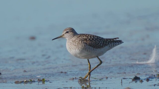The fifi bird walks through the swamp. Early spring morning. Nature.  Close up.