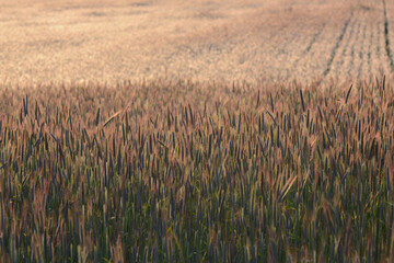 Roggen, Winterroggen, Secale cereale L.