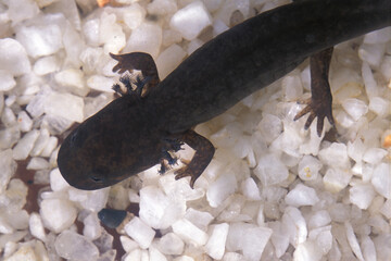 Mudpuppy Salamander