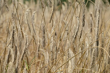 Fototapeta premium Roggen, Winterroggen, Secale cereale L.