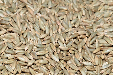 Roggen,  Winterroggen,  Secale cereale L.