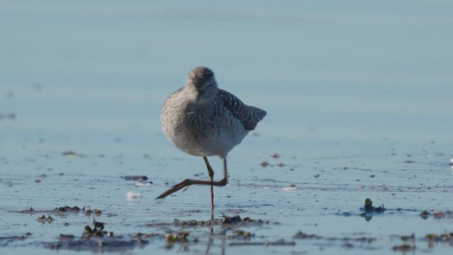 Fifi bird strolls through the swamp. She is looking for food with her beak. Early spring morning. Nature.  Close up.