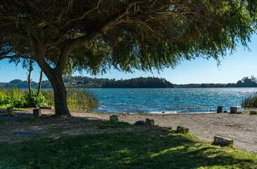 view of the lake with a perfect three and its shadow at the left at the shore.
