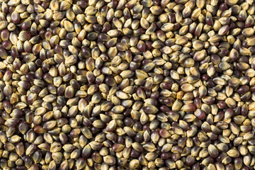 Dry Organic Purple Popcorn Kernels