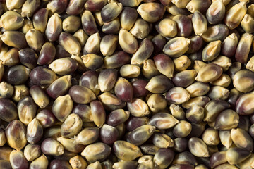 Dry Organic Purple Popcorn Kernels