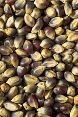 Dry Organic Purple Popcorn Kernels