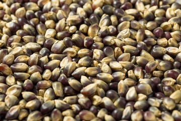 Dry Organic Purple Popcorn Kernels