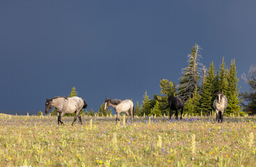 Wild Horses in the Pryor Mountains Montana in Summer