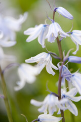 Bluebell flowers on the green background
