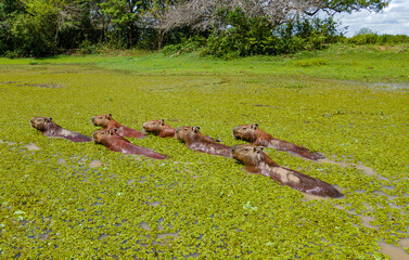 Capybaras swimming in marsh at Hato La Aurora reserve, Colombia