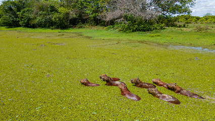 Capybaras in Hato La Aurora, Casanare, Colombia