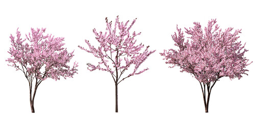 Beautiful blossoming spring trees isolated on white, set