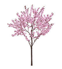 Beautiful blossoming spring tree isolated on white