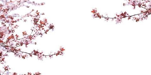 Blossoming spring trees isolated on white. Branches with beautiful pink flowers