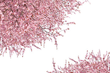 Blossoming spring trees isolated on white. Branches with beautiful pink flowers