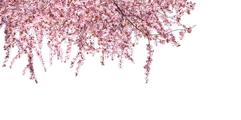 Blossoming spring tree isolated on white. Branches with beautiful pink flowers