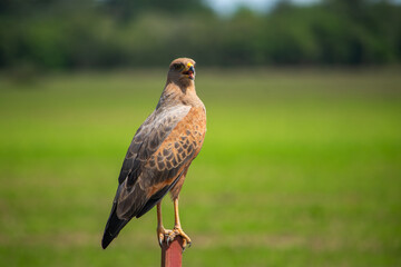 Hawk perched in Colombian savanna, Hato La Aurora