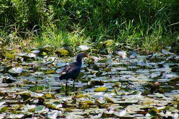 Swamp hen
