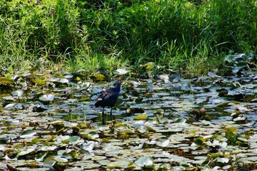 Swamp hen