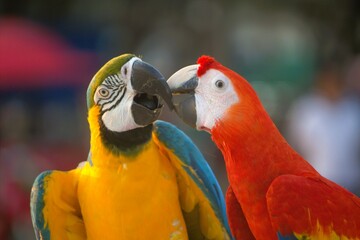 red and yellow macaw