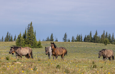 Wild Horses in the Pryor Mountains Montana in Summer