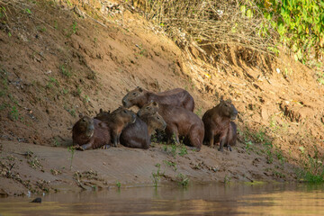Capybaras at Hato La Aurora, Casanare, Colombia