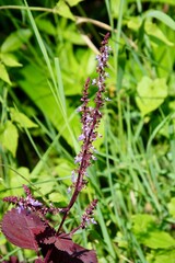 butterfly on a flower