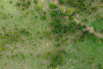 Aerial view of Palms in Hato La Aurora reserve in Casanare, Colombia
